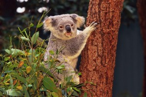 He's not as cute as you think...